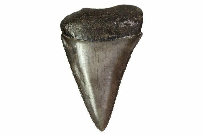 Serrated, Fossil Great White Shark Tooth #158851